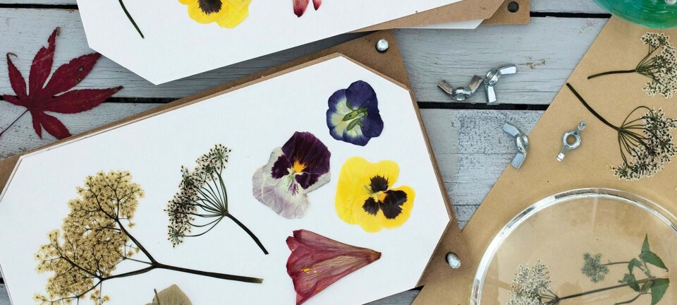 Sådan presser du sommerens blomster