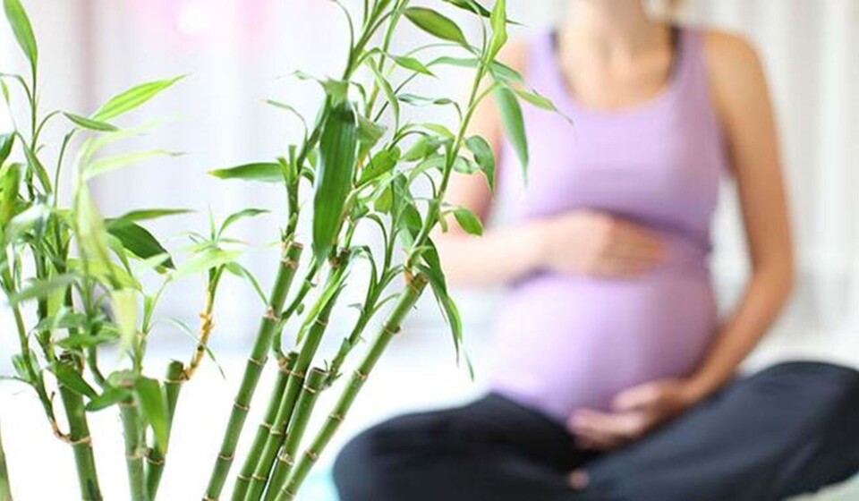 Blog: 13 sjove facts om at være gravid