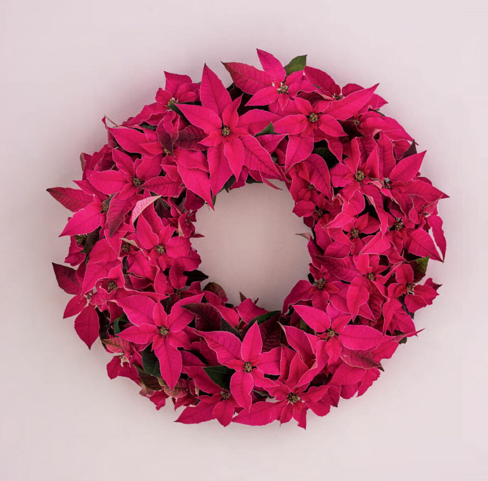 Dørkrans med julestjerner