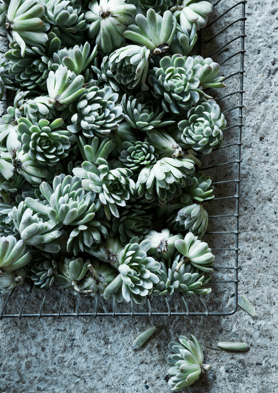 Sejlivede sukkulenter