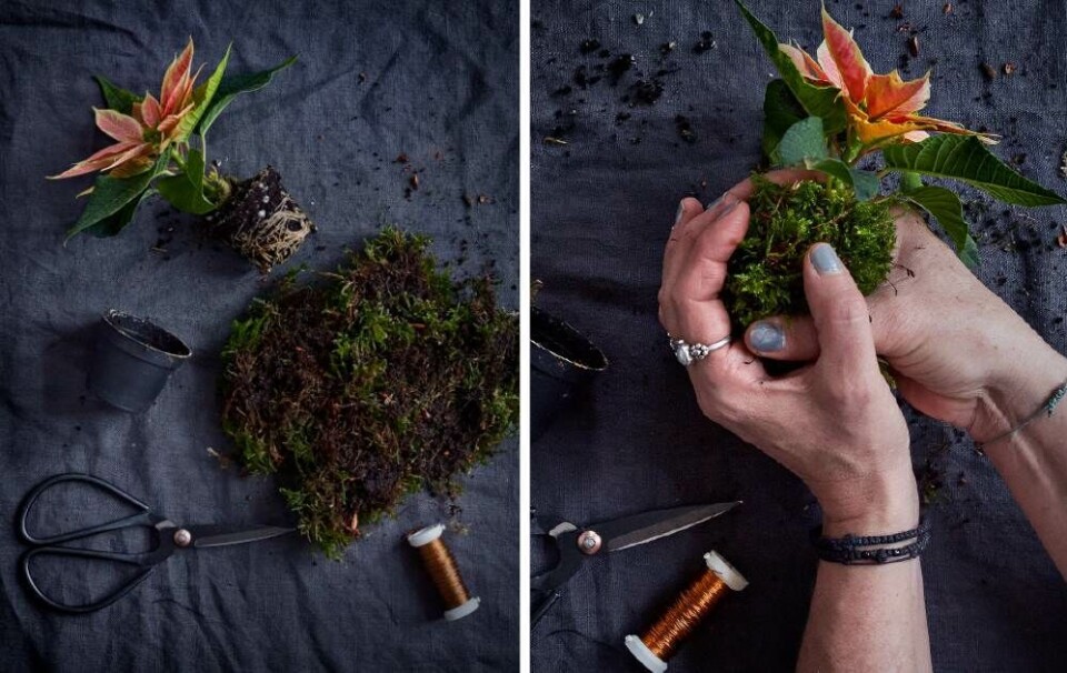 Julestjerne-kokedama 1