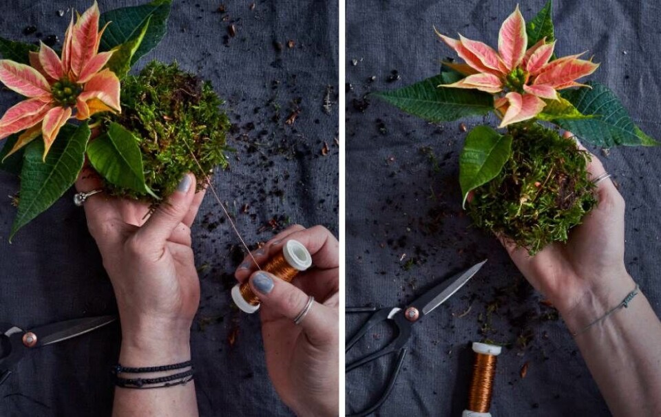 Julestjerne-kokedama 2