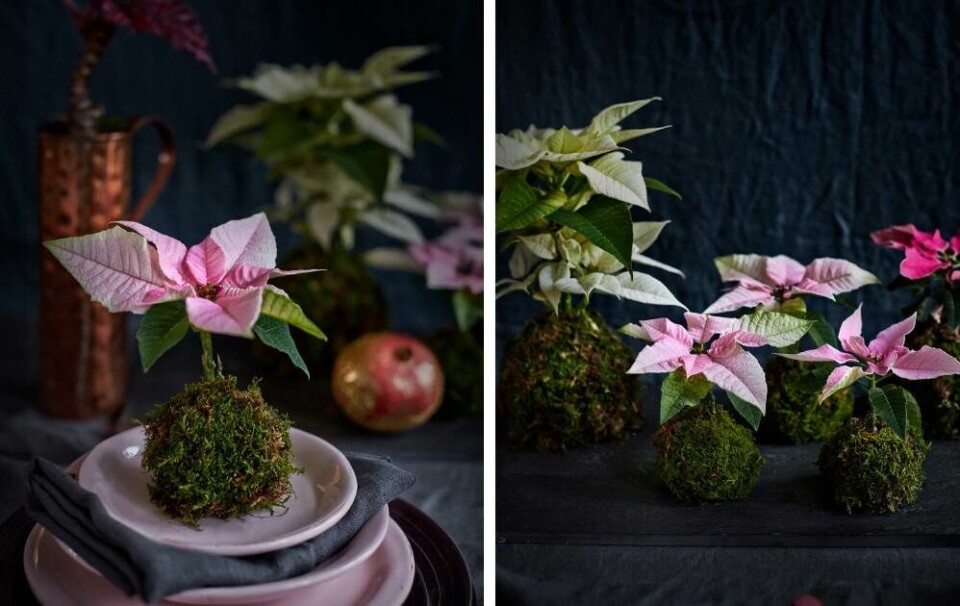 Julestjerne-kokedama 3