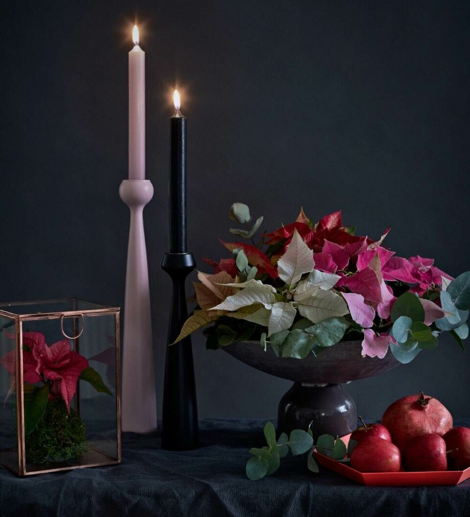 Brug de små julestjerner i forskellige nuancer af rød, hvid og rosa i et enkelt julestilleben.