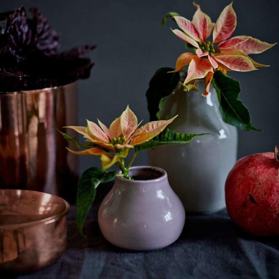 Julen er ikke kun gran og kogler men også friske blomster og eksotiske frugter fulde af duft og smag.