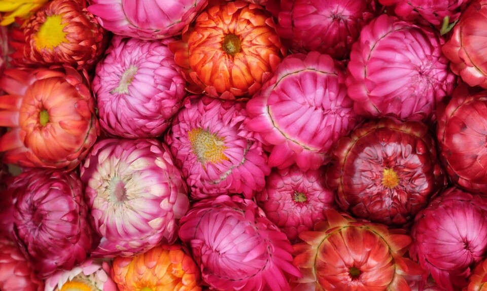 Sommerblomster