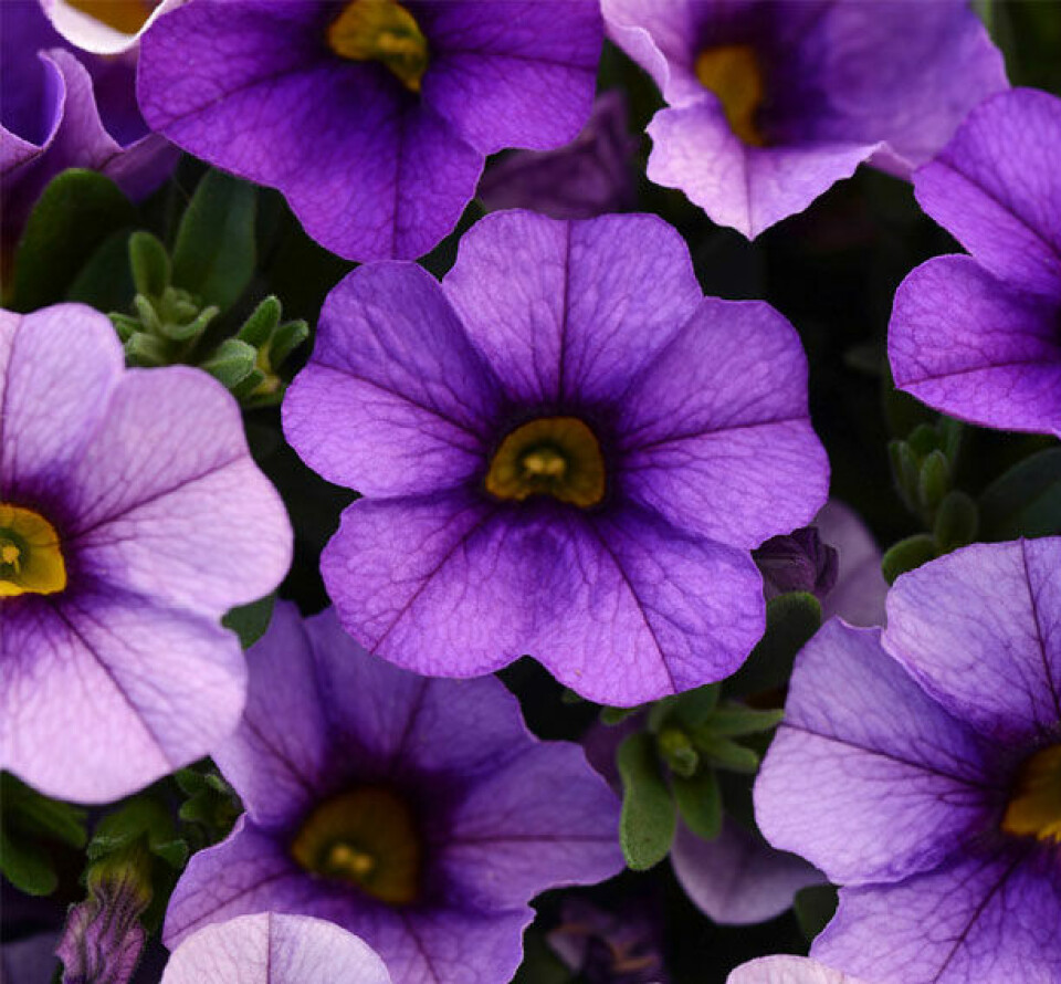 Blaa_mini_petunia.jpg