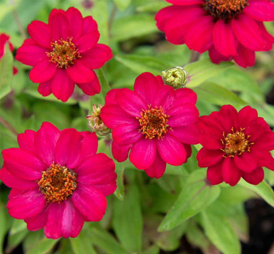 Hindbaerroed_zinnia.jpg