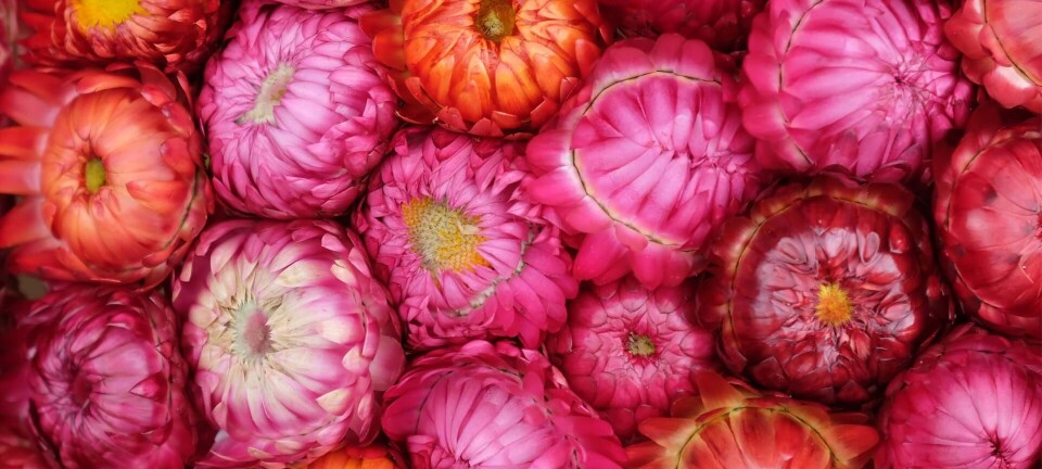 Forårets fineste blomsterfrø: Her er vores 5 favoritter