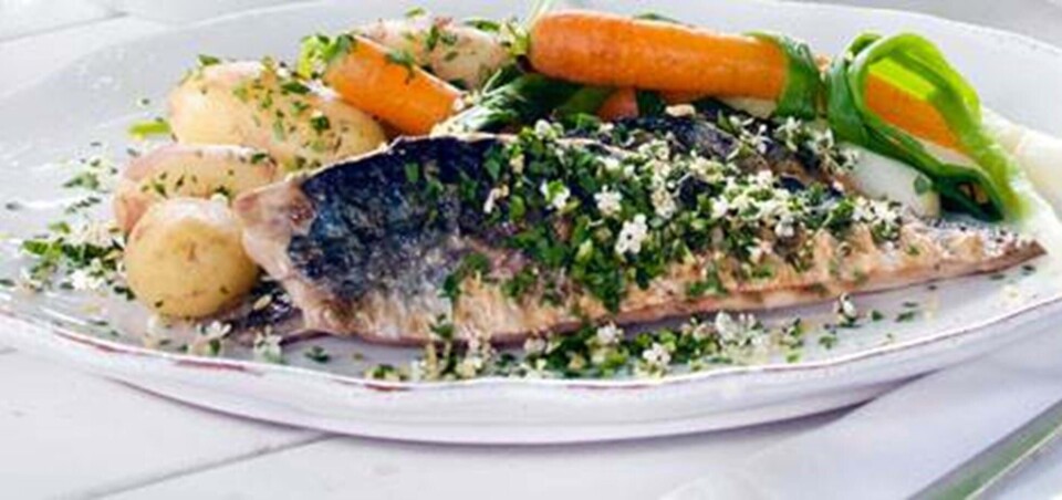 Grillstegt makrelfilet med hyldeblomstgremolata
