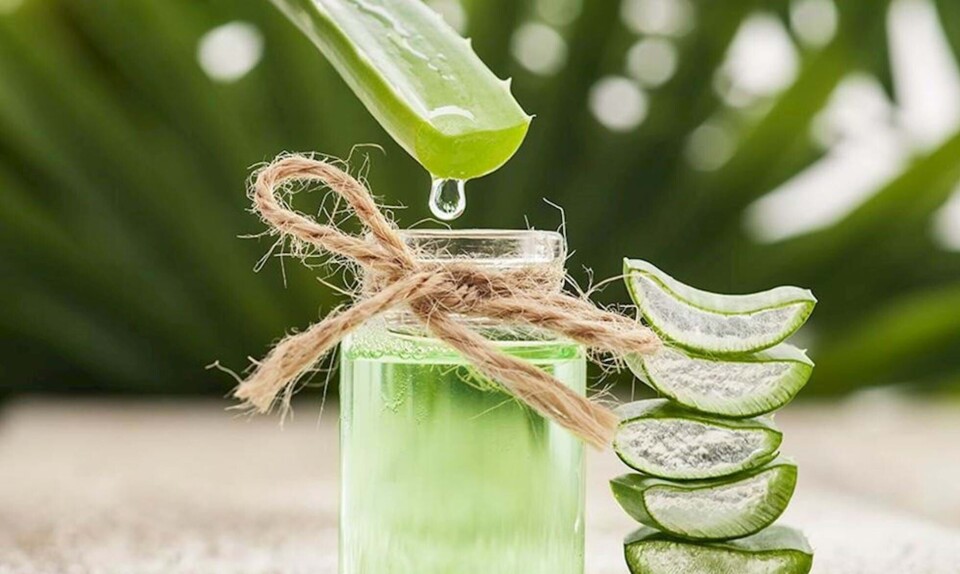 aloe vera
