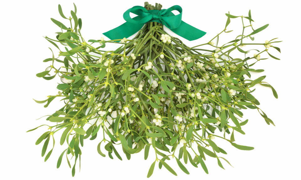 Mistelten bruges often som „kysseplante“ i julemåneden.