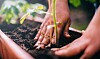 Gødning: Her er 8 overraskende ting, du kan bruge