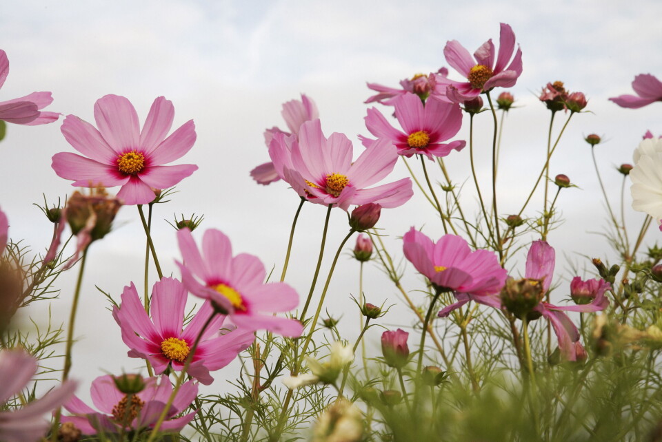 Stolt kavaler (Cosmos)