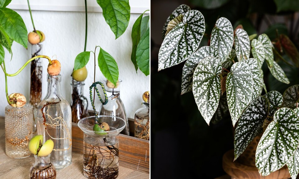 Stinne-piotrowsky-planter1.jpg