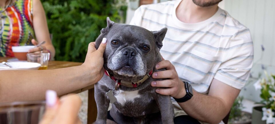 Min søsters hund har skabt kaos i familien