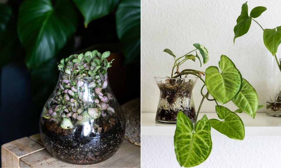 Stinne-Piotrowsky-planter4.jpg