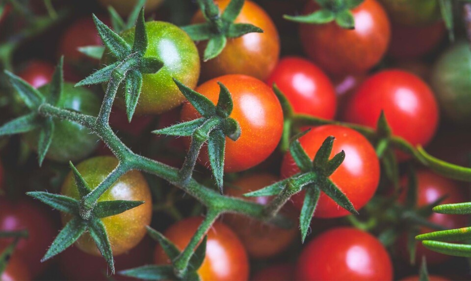 Guide: Sådan dyrker du dine egne tomatplanter Tomatplanter