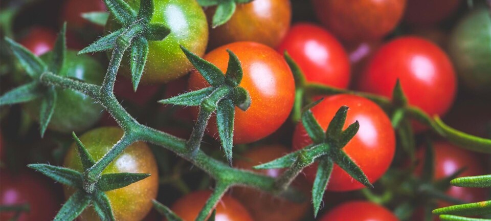 Guide: Sådan dyrker du dine egne tomatplanter