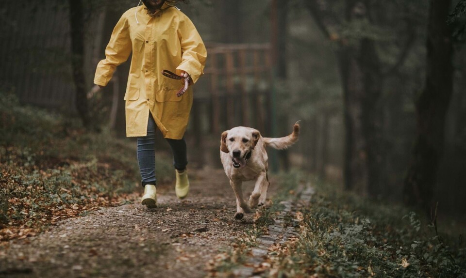 Billede 1 - Kastanjer er livsfarlige for hunde