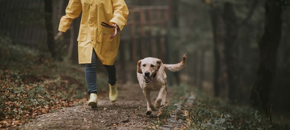 Pas på, hundeejer! Dét må din hund aldrig spise i efterårsskoven