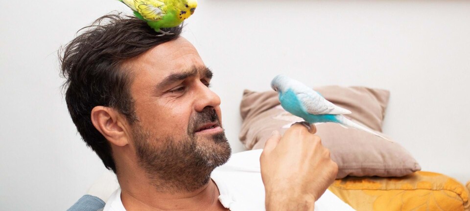 Hassan Preisler og hans to undulater: Det er store følelser, der er på spil