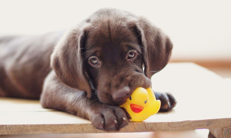 Hund i gave