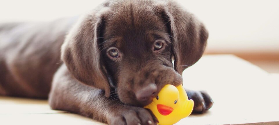 Kære brevkasse: Må man give en hund i gave uden at spørge først?