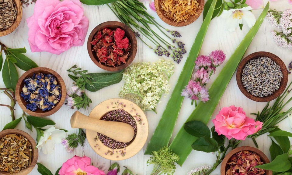 dufte urter og tørrede blomster dufte