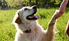 10 gode råd til hundeejere: Sådan får du en gladere hund