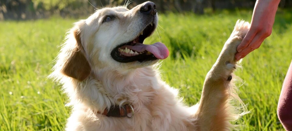 10 gode råd til hundeejere: Sådan får du en gladere hund