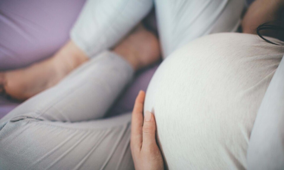 Gravid