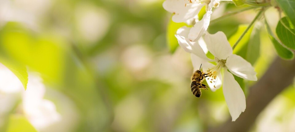 Hvepsestik: Er du allergisk overfor insektstik?