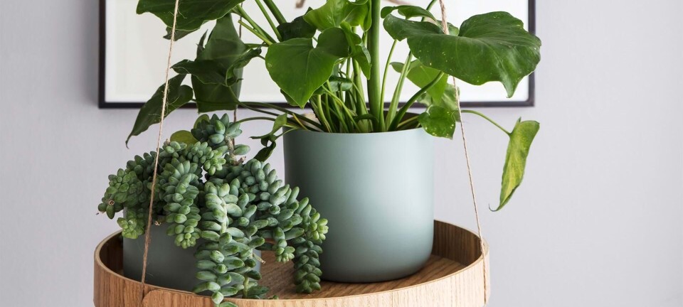DIY: Lav en flot svævende bakke til dine planter