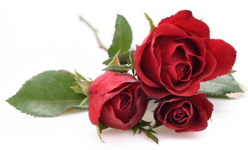 Hvad symboliserer blomsterne i din buket?