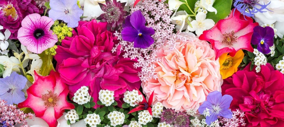 Hvad symboliserer blomsterne i din buket?