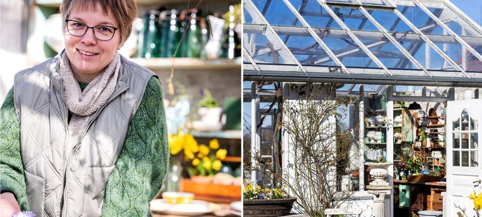 Orangeri i forårsklæder: Skønne idéer til årets første hyggelige gøremål i drivhuset