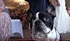 Video: Fransk bulldog forhindrer katastrofe ved bryllup – og den er mega nuttet, mens den gør det. Se selv her.