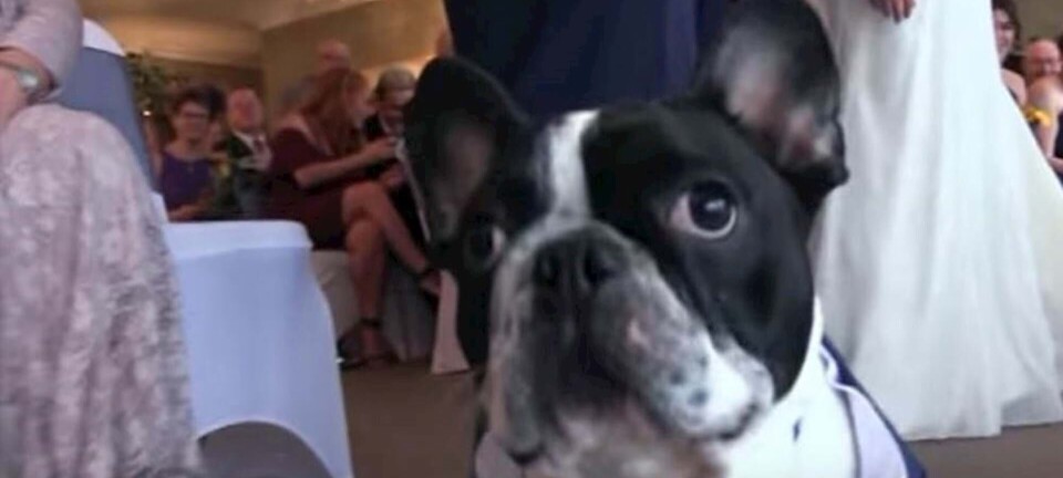 Video: Fransk bulldog forhindrer katastrofe ved bryllup – og den er mega nuttet, mens den gør det. Se selv her.