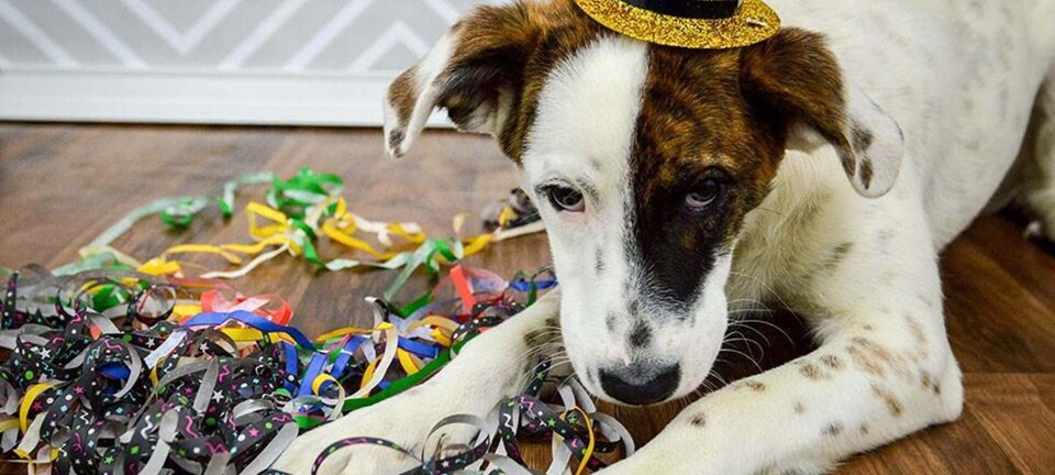 6 gode råd: Sådan hjælper du din hund gennem nytår