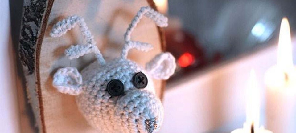 Hækl selv: Sødt rensdyrtrofæ