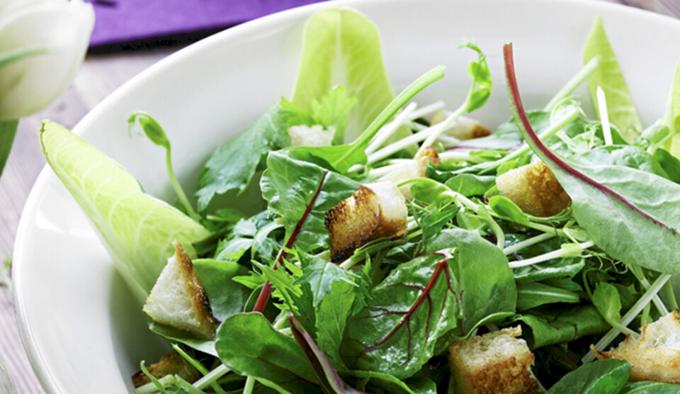 salat opskrift med citrusmarinade