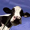 Når ordspurten tager fart