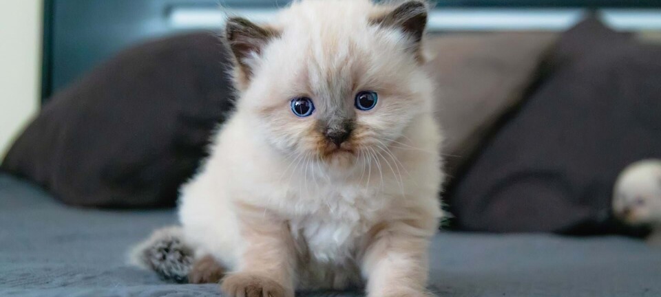 17 gode grunde til at få en kat