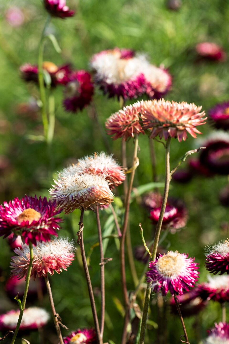 blomster2.jpg