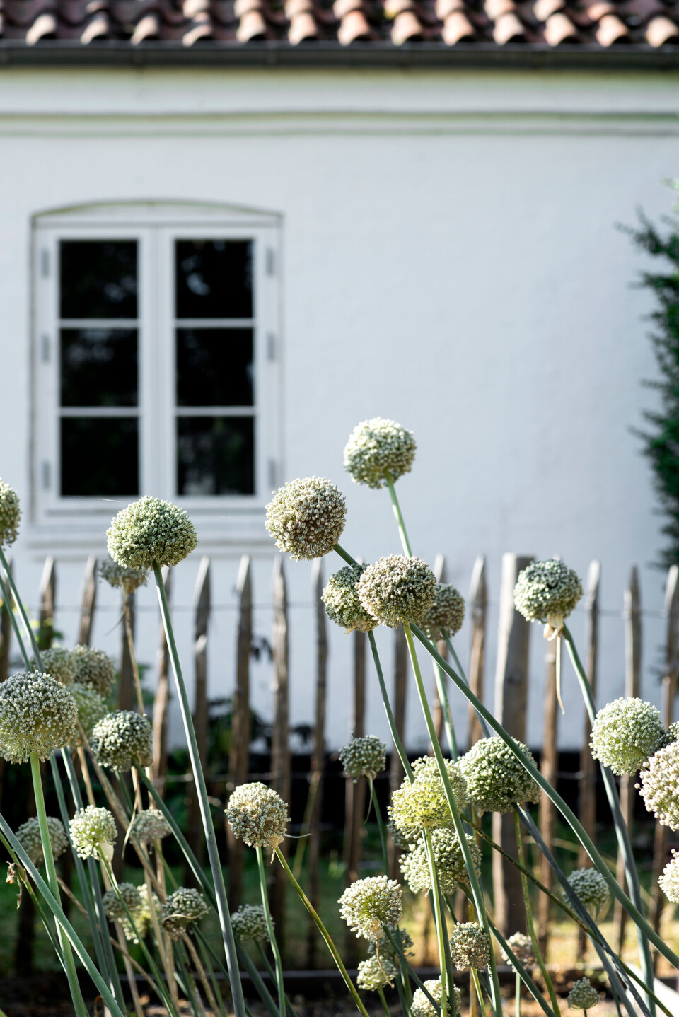 blomster3.jpg