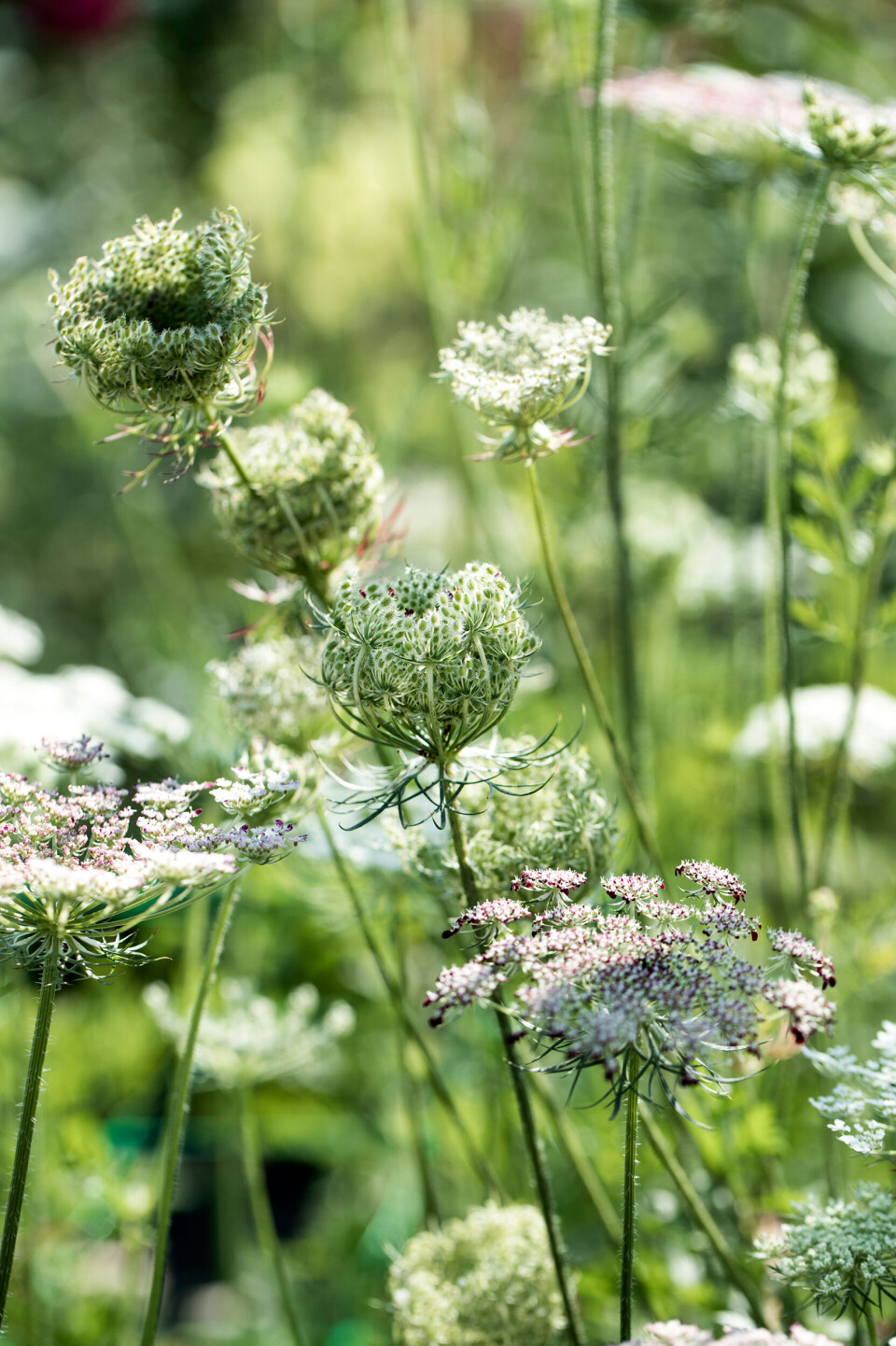 blomster7.jpg