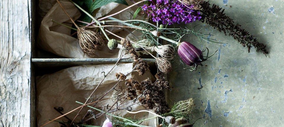 Få mere ud af dine blomster: Sådan samler du frøene fra efterårshaven