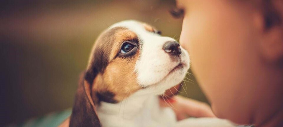 Kære brevkasse: Min veninde behandler sine dyr forfærdeligt