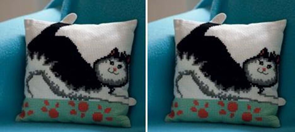 Broder selv den kæreste kat til sofaen